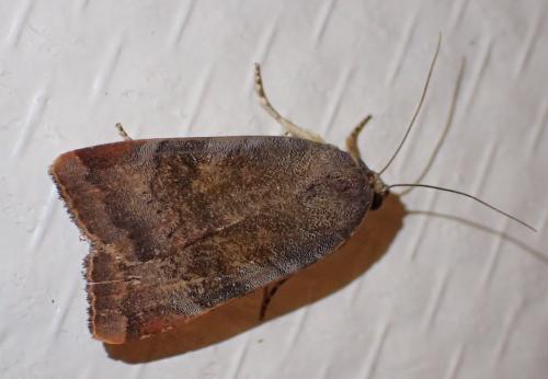 Noctua sp.